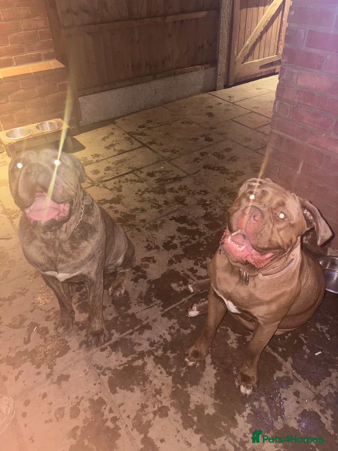 Mixed Breed dogs for sale: Puppies for Sale!! - Advert 6