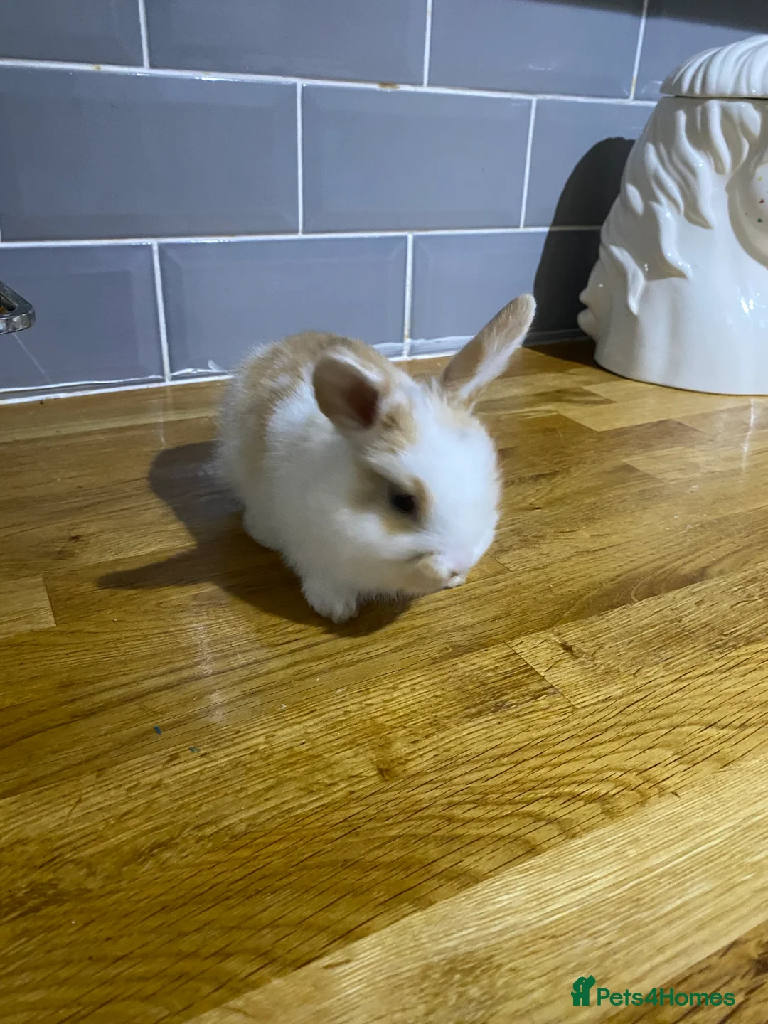 Mixed Breed rabbits for sale: Bunnies for sale  - Advert 3