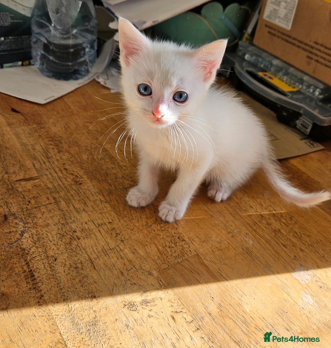 Turkish Angora cats for sale: White Turkish Angora kittens 😸 😍 ♥️  - Advert 16