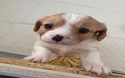 Cavachon dogs for sale: Cavachon f2 - Advert 7