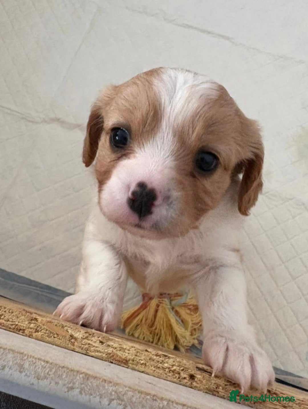 Cavachon dogs for sale: Cavachon f2 - Advert 7