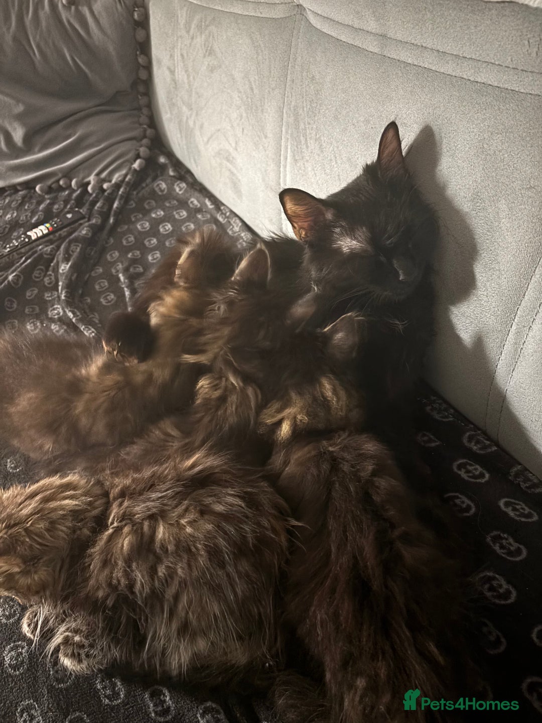 Maine Coon cats for sale: Mixed Main coon kittens available  - Advert 6