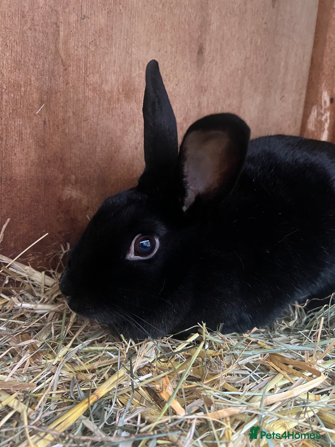 Dutch rabbits for sale: 1 female and 1 male Dutch rabbit  - Advert 5