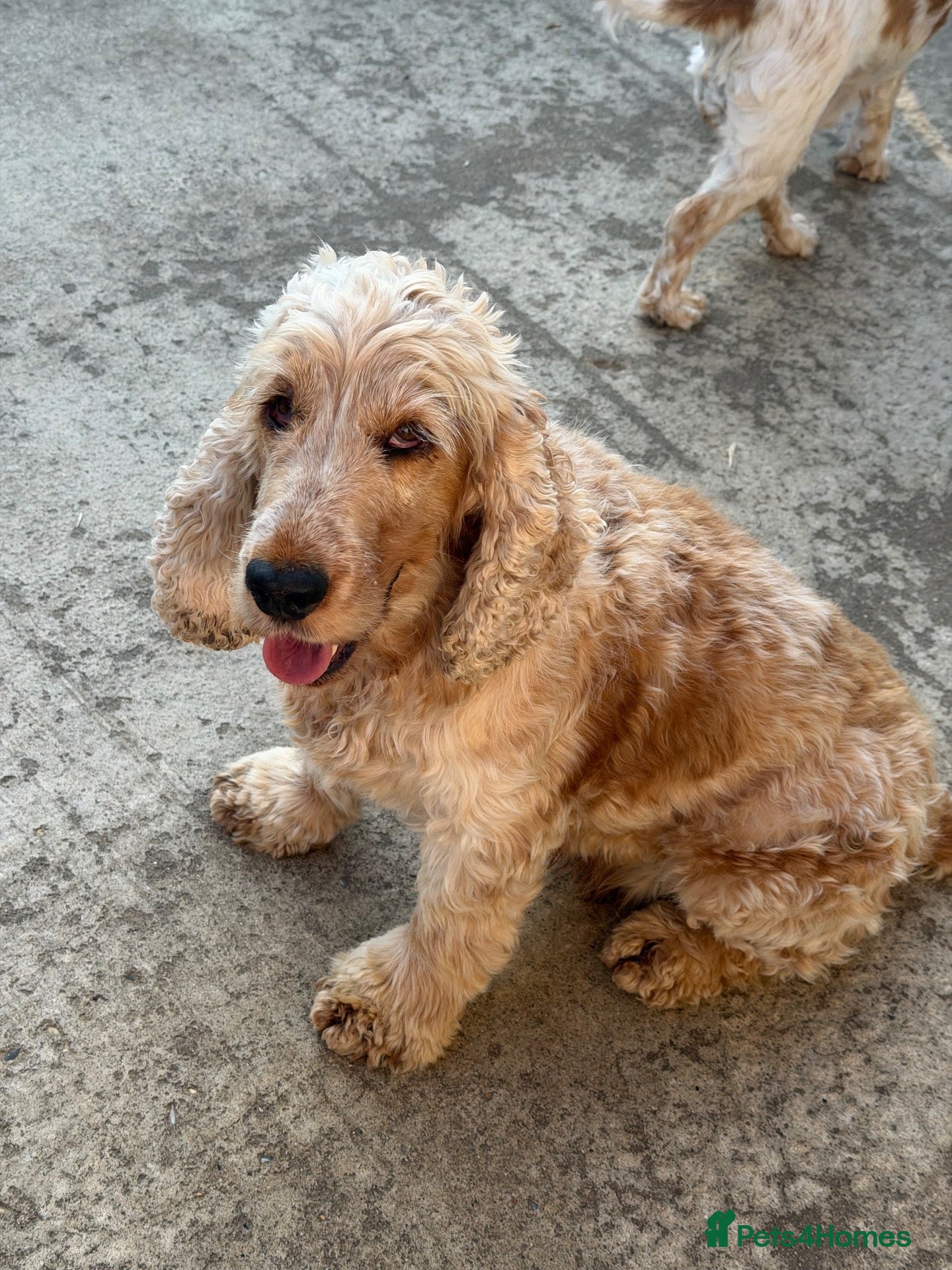 Cocker Spaniel dogs Adult looking for sofa home  - Advert 10