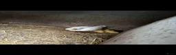 Ducks poultry for sale: Call ducks white  in Welshpool - Advert 4