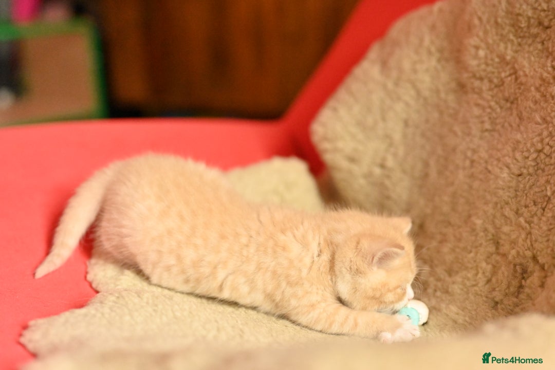 British Shorthair cats for sale: ⭐Rare Cream British Shorthair Boy ⭐  - Image 18