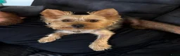 Yorkshire Terrier dogs for sale: Beautiful Yorkshire terrier pups in Saint Helens - Advert 2