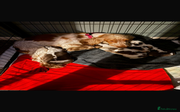 Cocker Spaniel dogs for sale: 🩷Stunning chocolate sable roan show type cocker🩷 - Advert 23