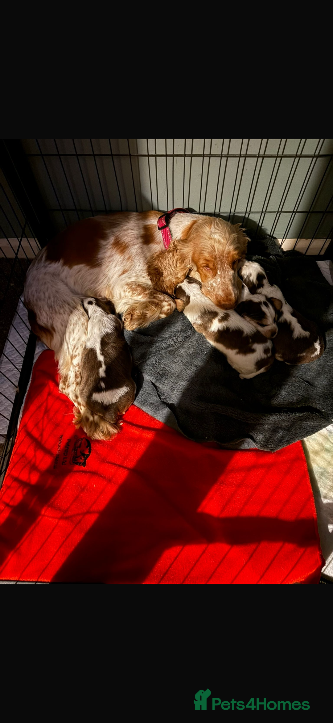 Cocker Spaniel dogs for sale: 🩷Stunning chocolate sable roan show type cocker🩷 - Advert 23