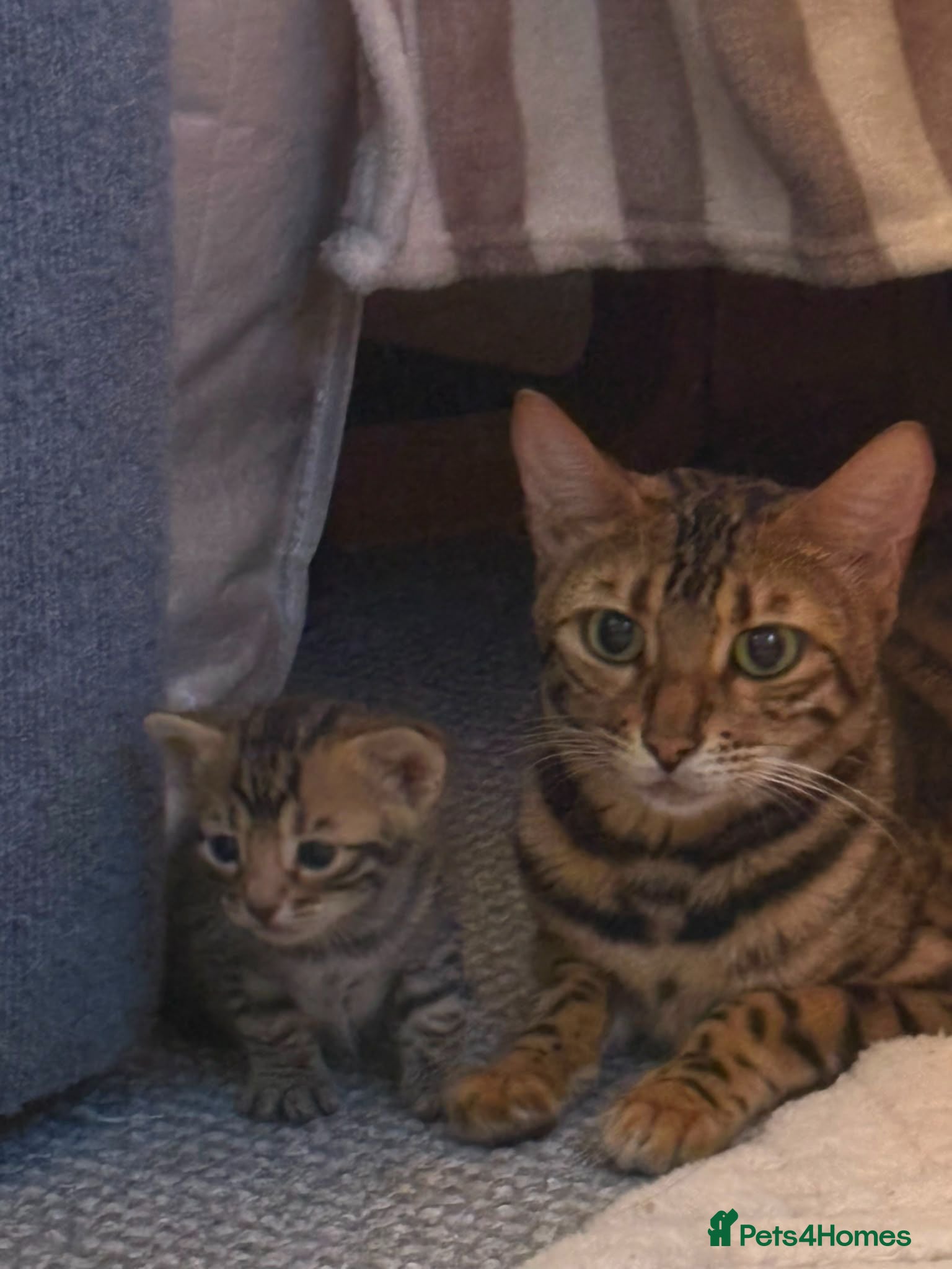 Bengal cats Pure bengal kittens - Advert 4