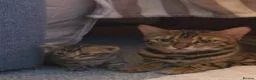 Bengal cats for sale: Pure bengal kittens in Oswestry - Advert 1