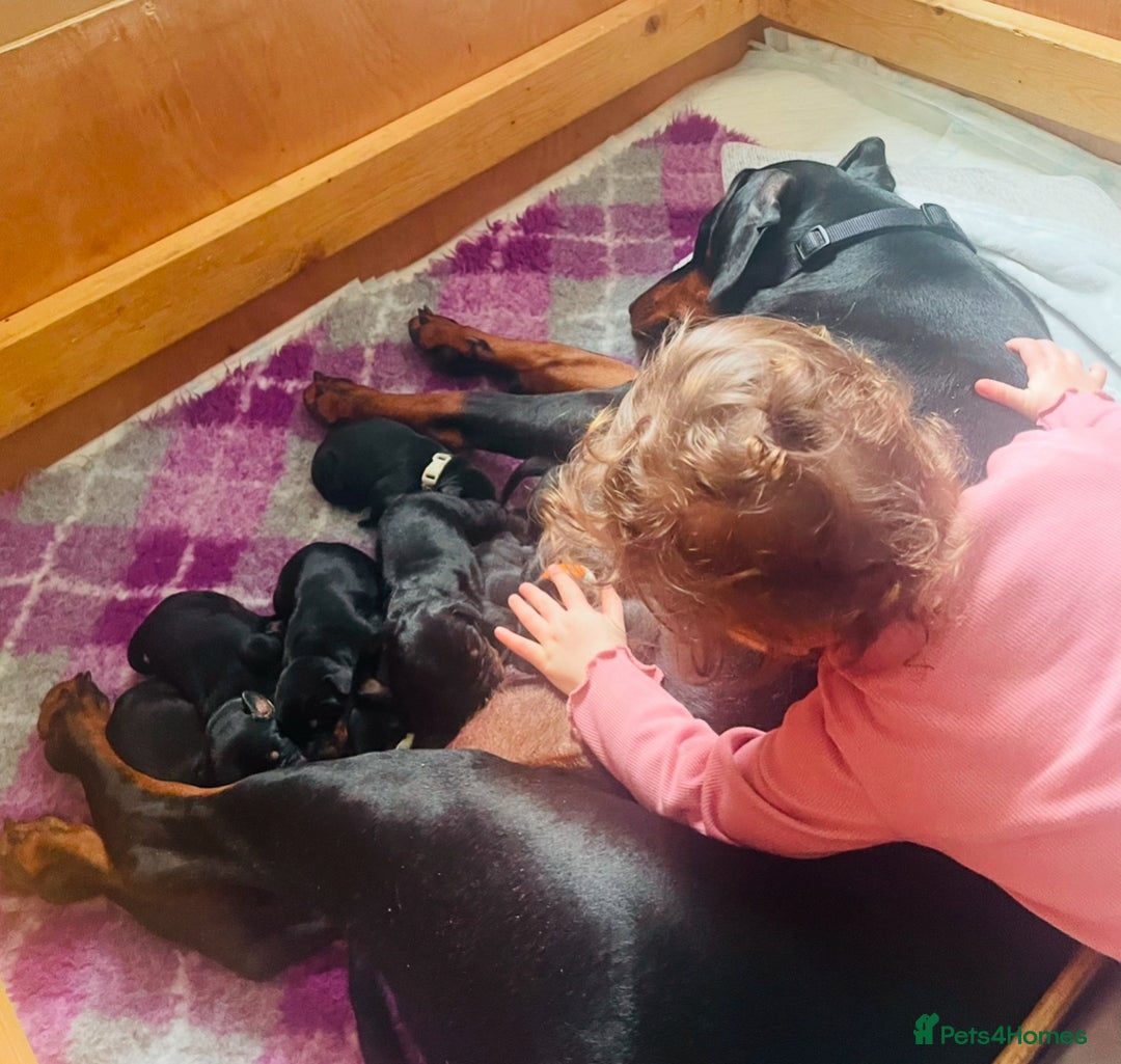 Dobermann dogs for sale: FULLY HEALTH & HEART TESTED KC in Whitland - Image 6