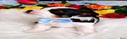 Biewer Terrier dogs for sale: 2 amaizing boys Amorek&Armani - Advert 11