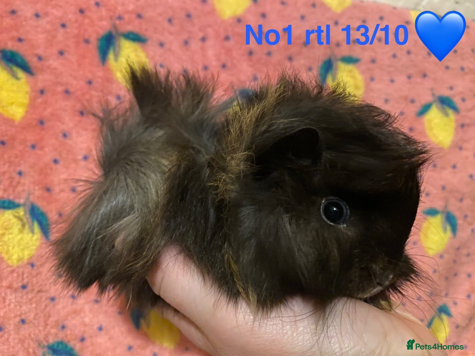 Guinea Pig rodents Gorgeous baby Guinea pigs - Advert 1
