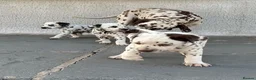 Dalmatian dogs for sale: Dalmatian beautiful - Advert 10