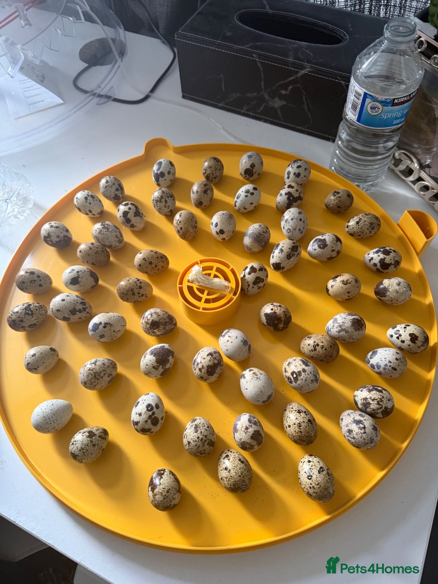 Quail poultry Baby quails for sale *hatching in 2 days* - Advert 3
