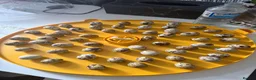 Quail poultry for sale: Baby quails for sale *hatching in 2 days* - Advert 1