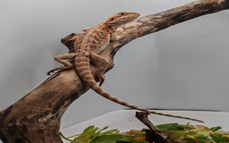 Bearded Dragon reptiles for sale: Bearded dragons hypo blue bar het trans  - Image 15