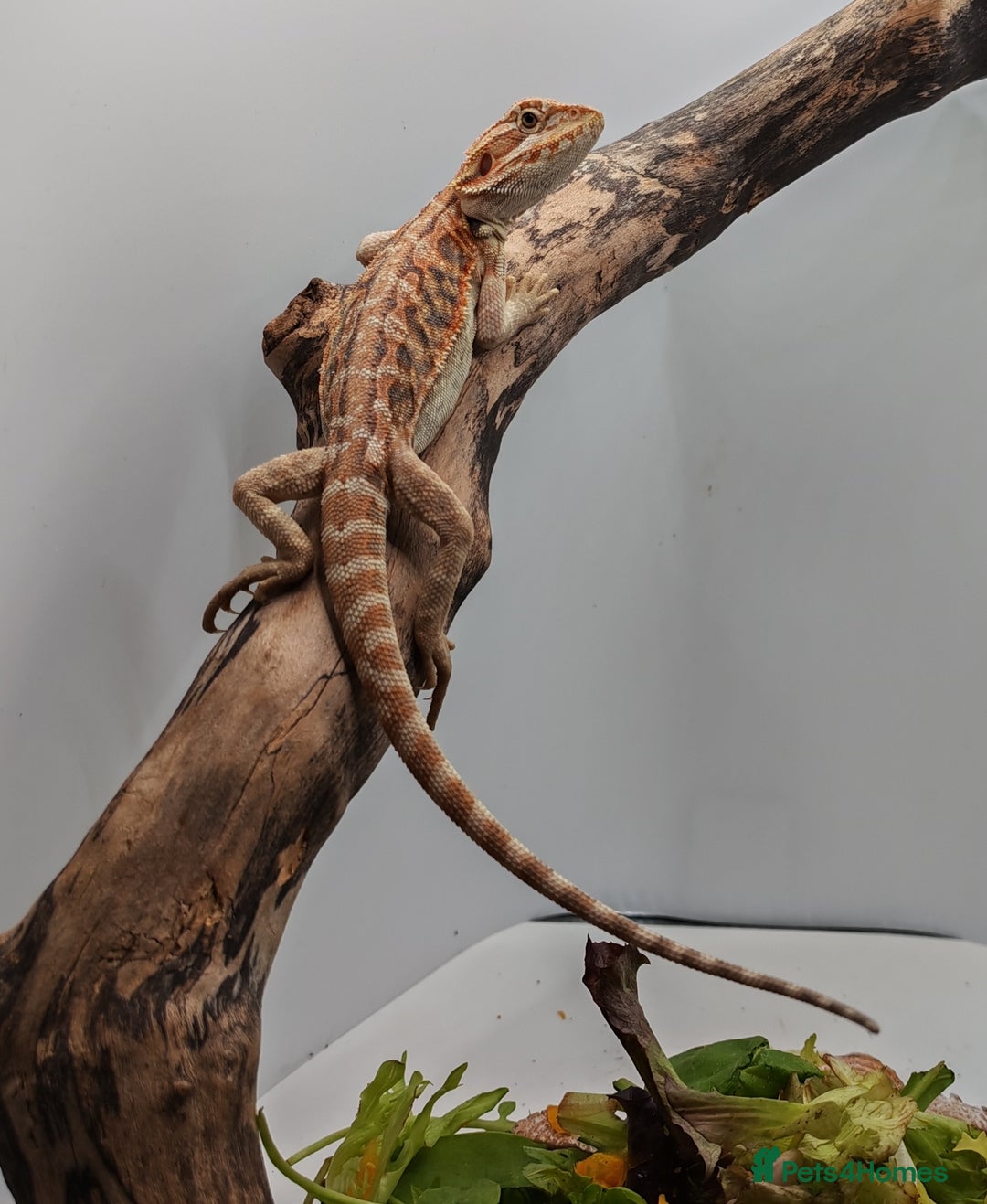 Bearded Dragon reptiles for sale: Bearded dragons hypo blue bar het trans  - Image 15