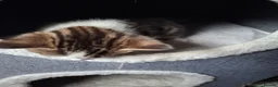 British Shorthair cats for sale: Three Cute kittens mixed bengal,female - Advert 4