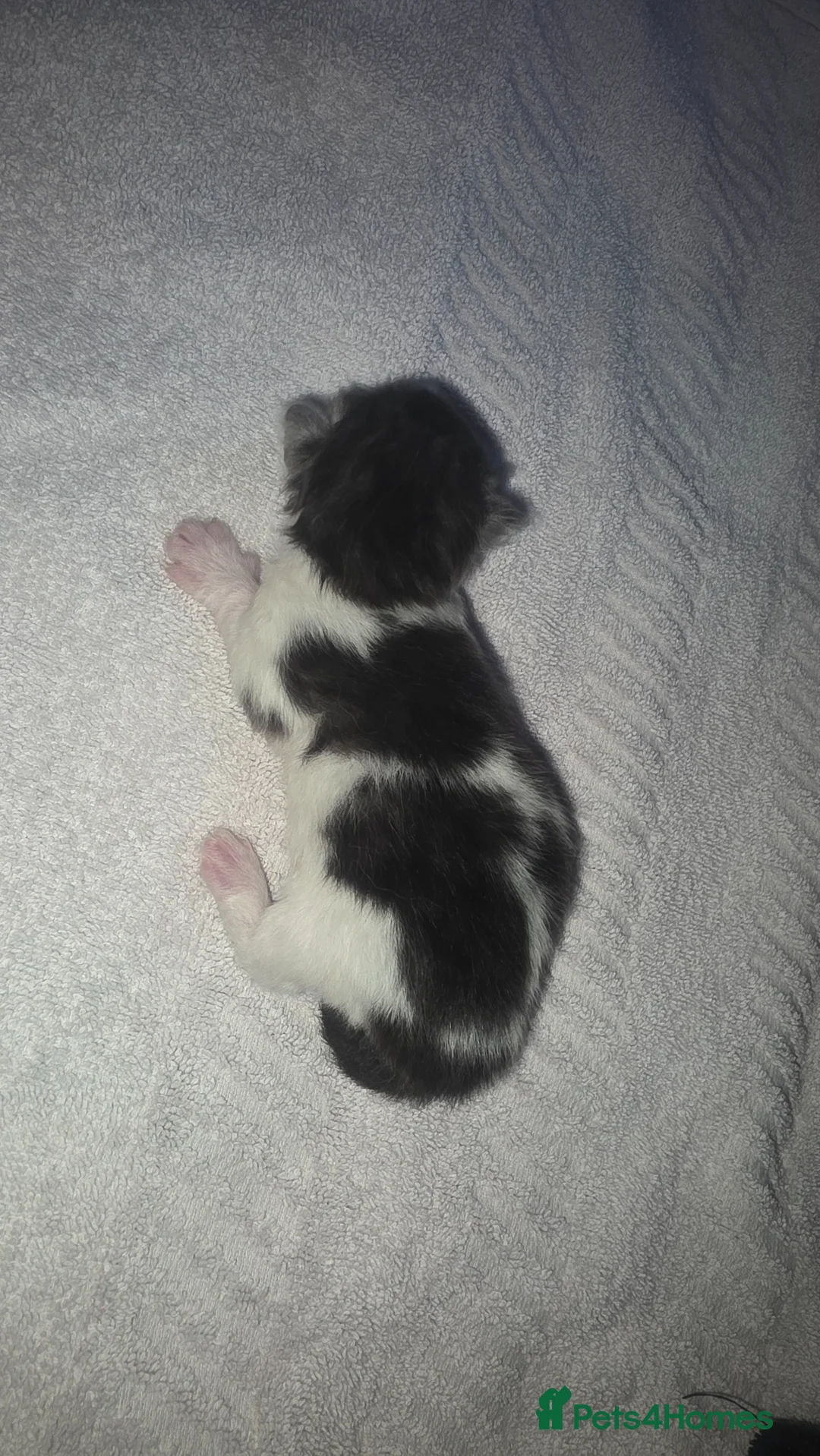 British Shorthair cats for sale: Britsh shorthair kittens - Advert 8