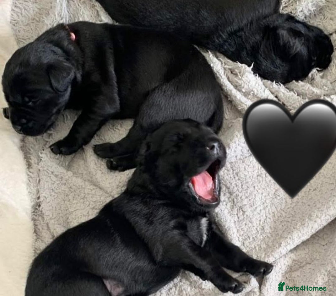 Labrador Retriever dogs for sale: Labrador Puppies  - Advert 8