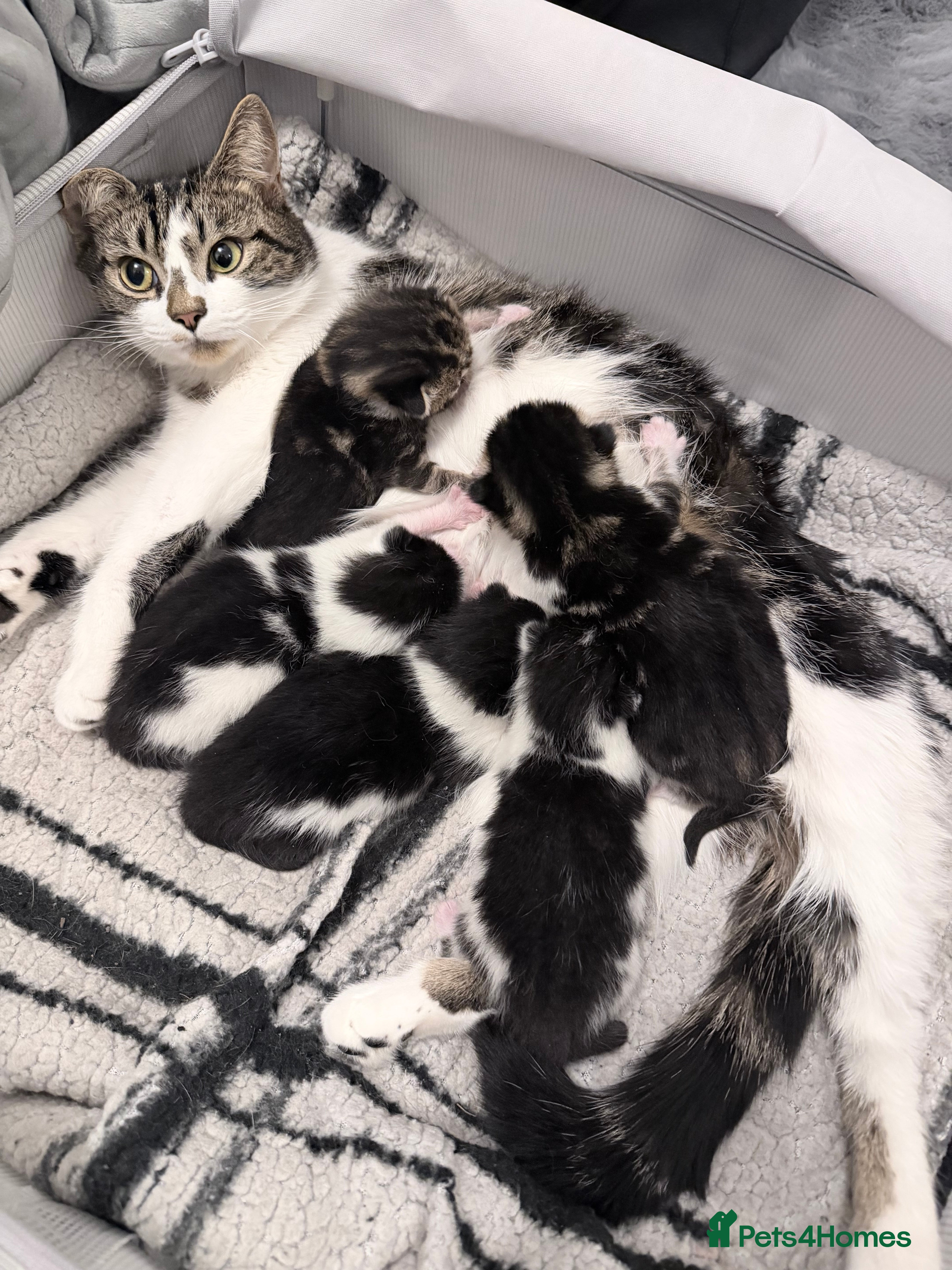 American Shorthair cats American shorthair/domestic shorthair kittens   in London - Advert 1