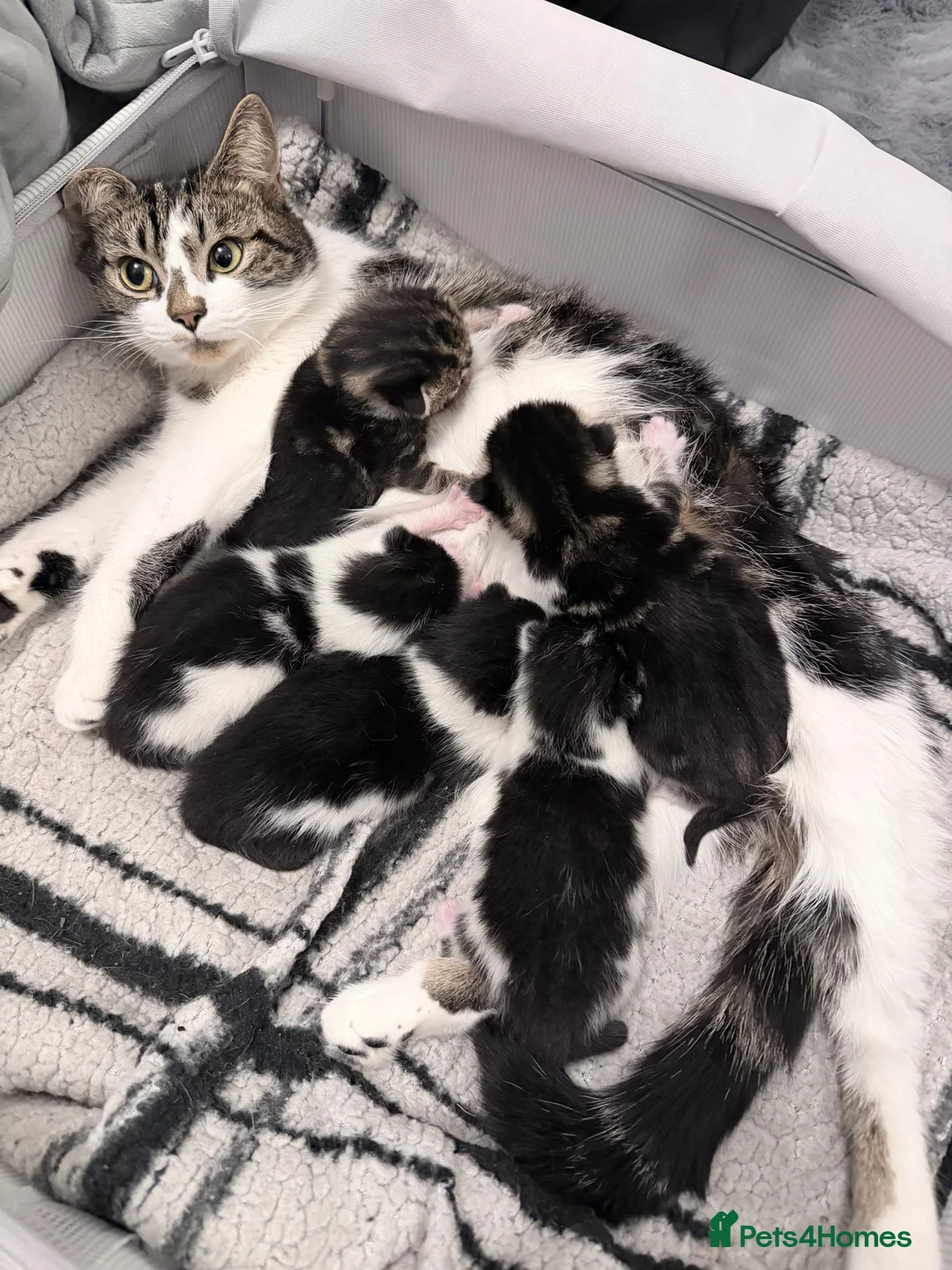 American Shorthair cats for sale: American shorthair/domestic shorthair kittens   in London - Advert 1