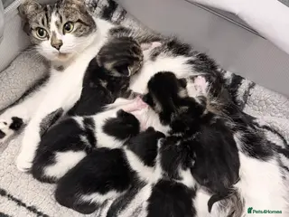 American Shorthair cats American shorthair/domestic shorthair kittens in London - Advert 1