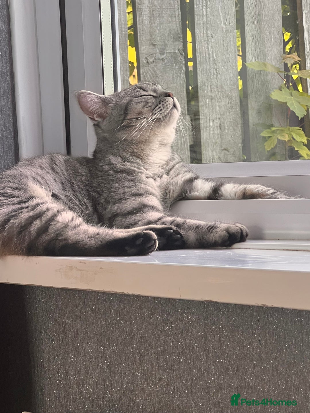 British Shorthair cats for sale: British Shorthair X  - Image 2