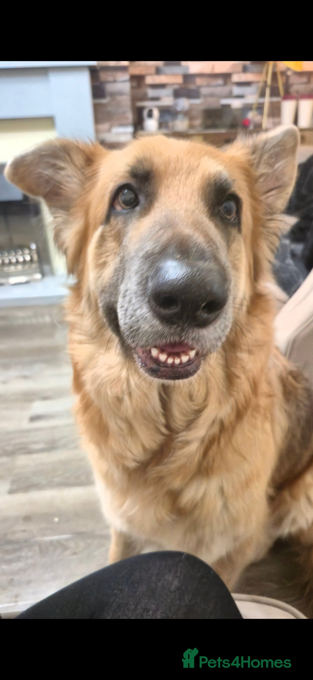 German Shepherd dogs Semi long haired german shepherd female. - Advert 17