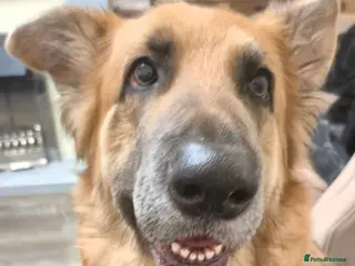 German Shepherd dogs Semi long haired german shepherd female. - Advert 17