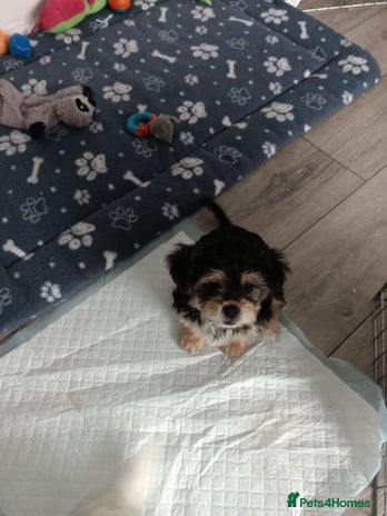 Yochon dogs - Advert 14