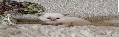 Ragdoll Kitten 1 - Male