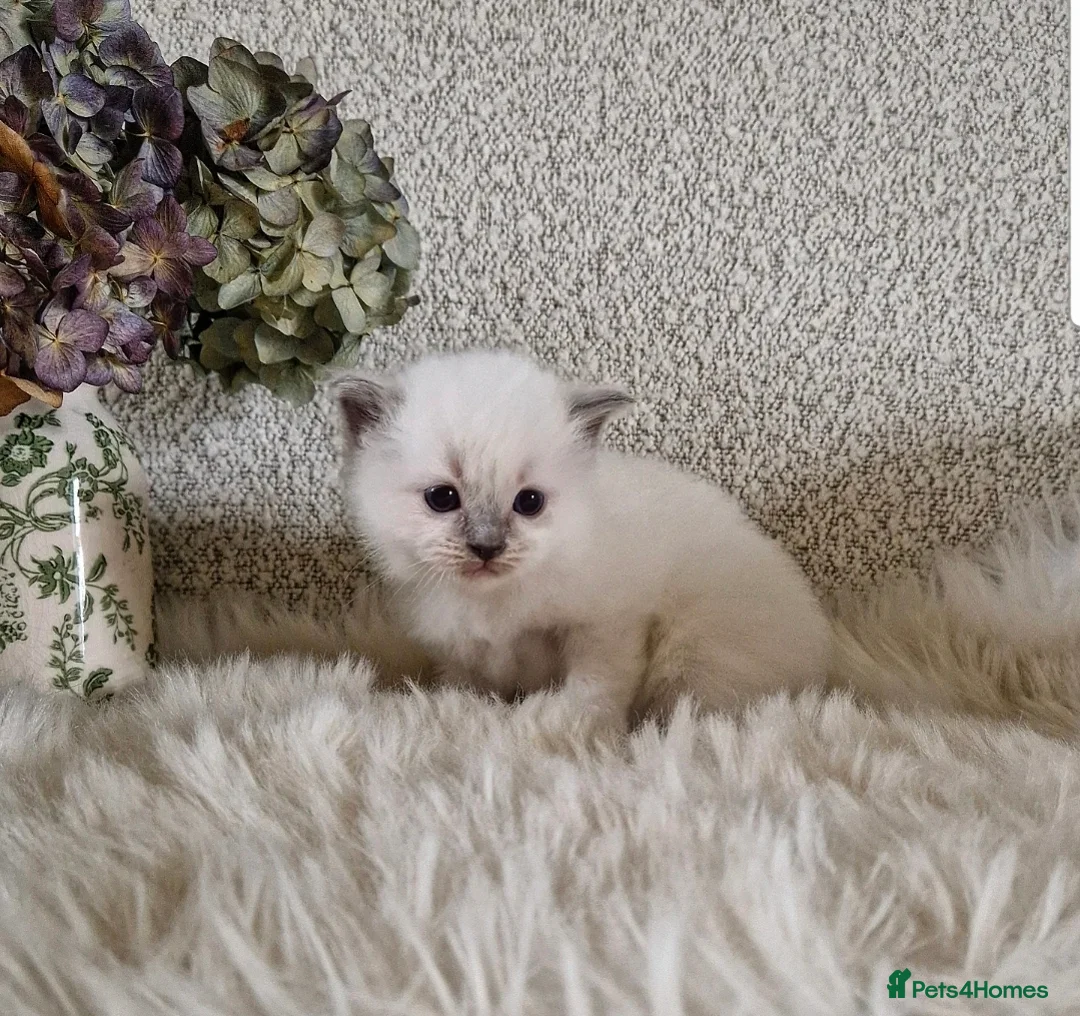 Ragdoll cats for sale: Pure Bred Ragdoll Kittens - Advert 6