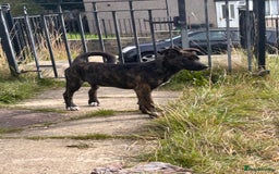 Mixed Breed dogs for sale: One puppy left, Cane Corso X Japanese Akita - Image 10