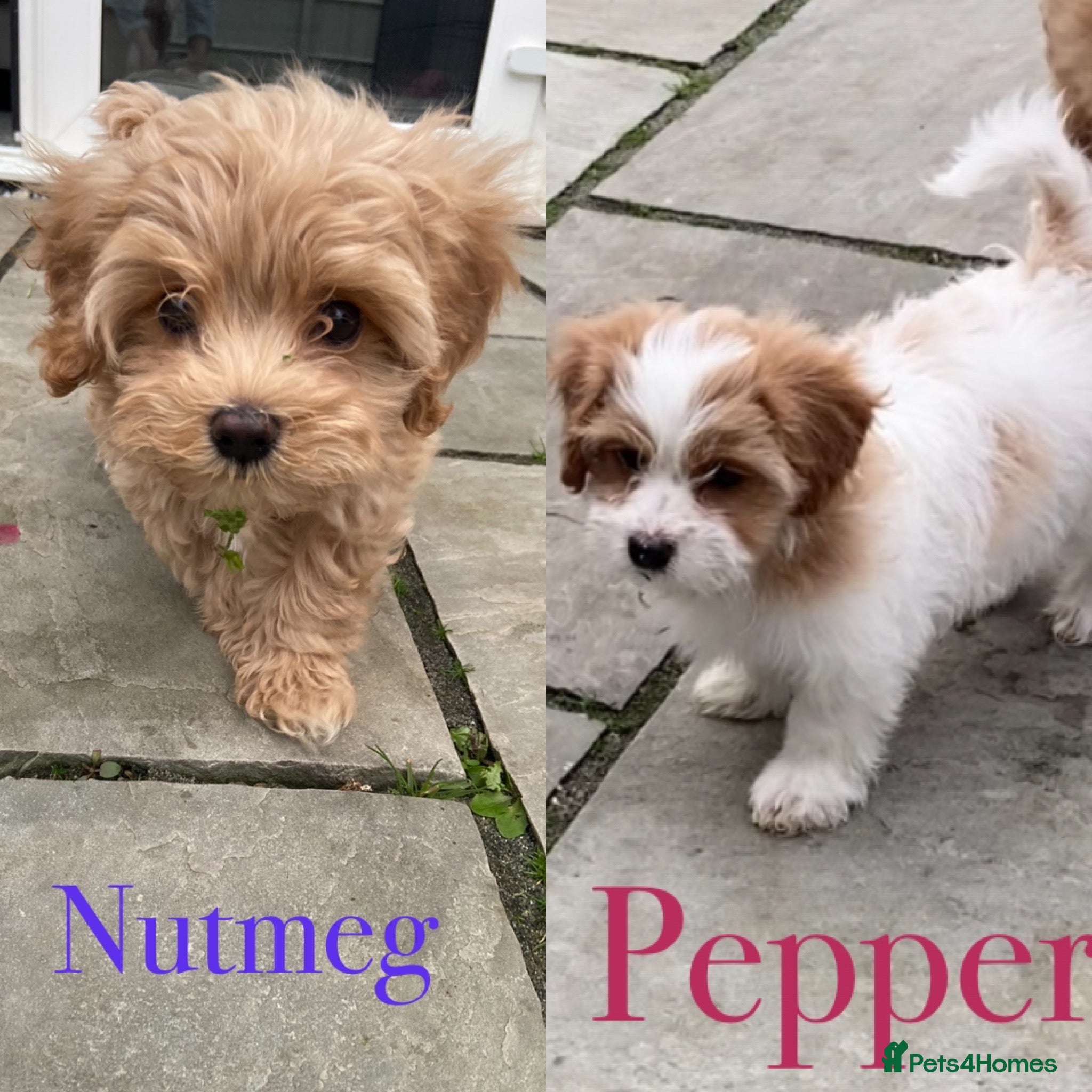 Mixed Breed dogs Gorgeous Cavapoo x Maltese 2 available 🩵🩷 - Advert 16
