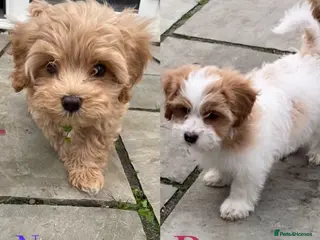 Mixed Breed dogs Gorgeous Cavapoo x Maltese 2 available 🩵🩷 - Advert 16