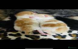Mixed Breed cats for sale: 4 beautiful half persian kittens - Image 14