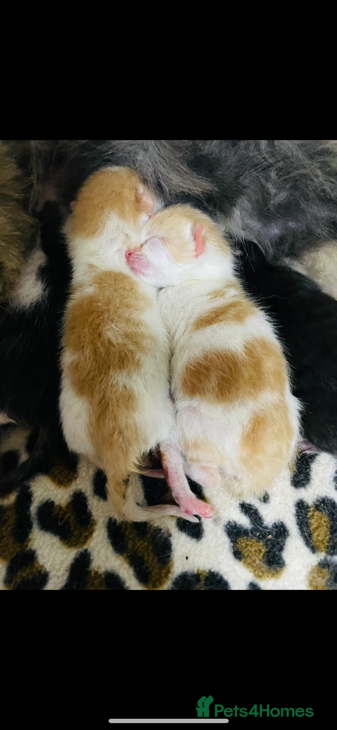 Mixed Breed cats for sale: 4 beautiful half persian kittens - Image 14