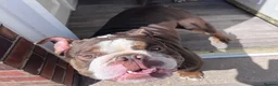 English Bulldog dogs for sale: Chocolate & White Bulldog & Blue Merle  - Advert 4