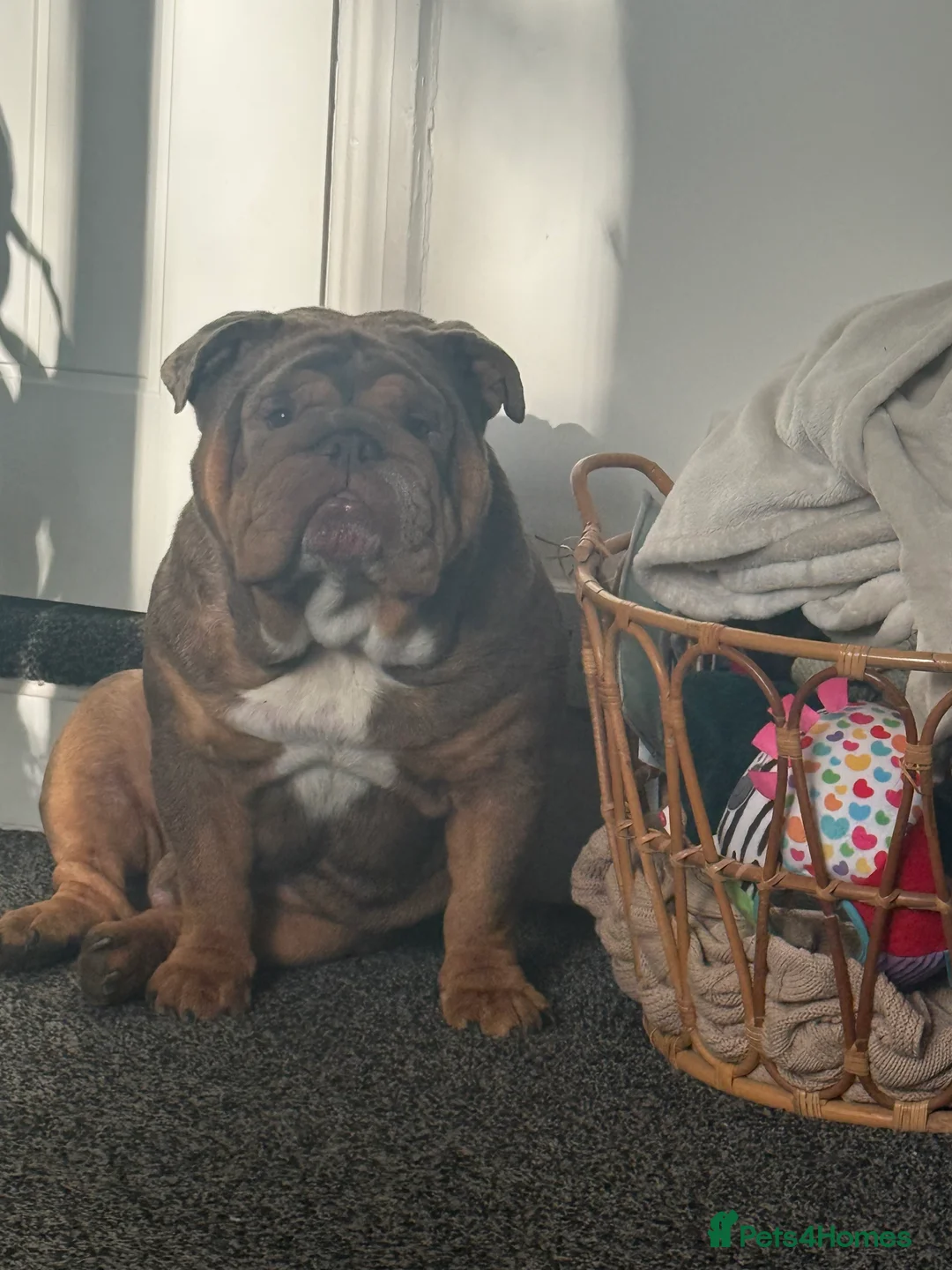 Gallery Image {{count}}