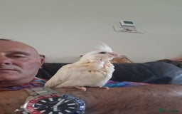 Cockatiels birds for sale: Hand reared cockatiels  - Image 3