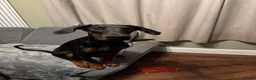 Dobermann dogs for sale: Doberman puppy for homing - Advert 3