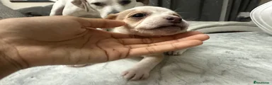 Mixed Breed 5