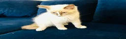Ragdoll cats for sale: GCCF RAGDOLL KITTEN READY NOW - Advert 2