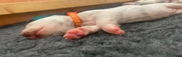 Dalmatian dogs for sale: Exceptional KC Liver Spotted Dalmatian Puppies in Worcester - Advert 8