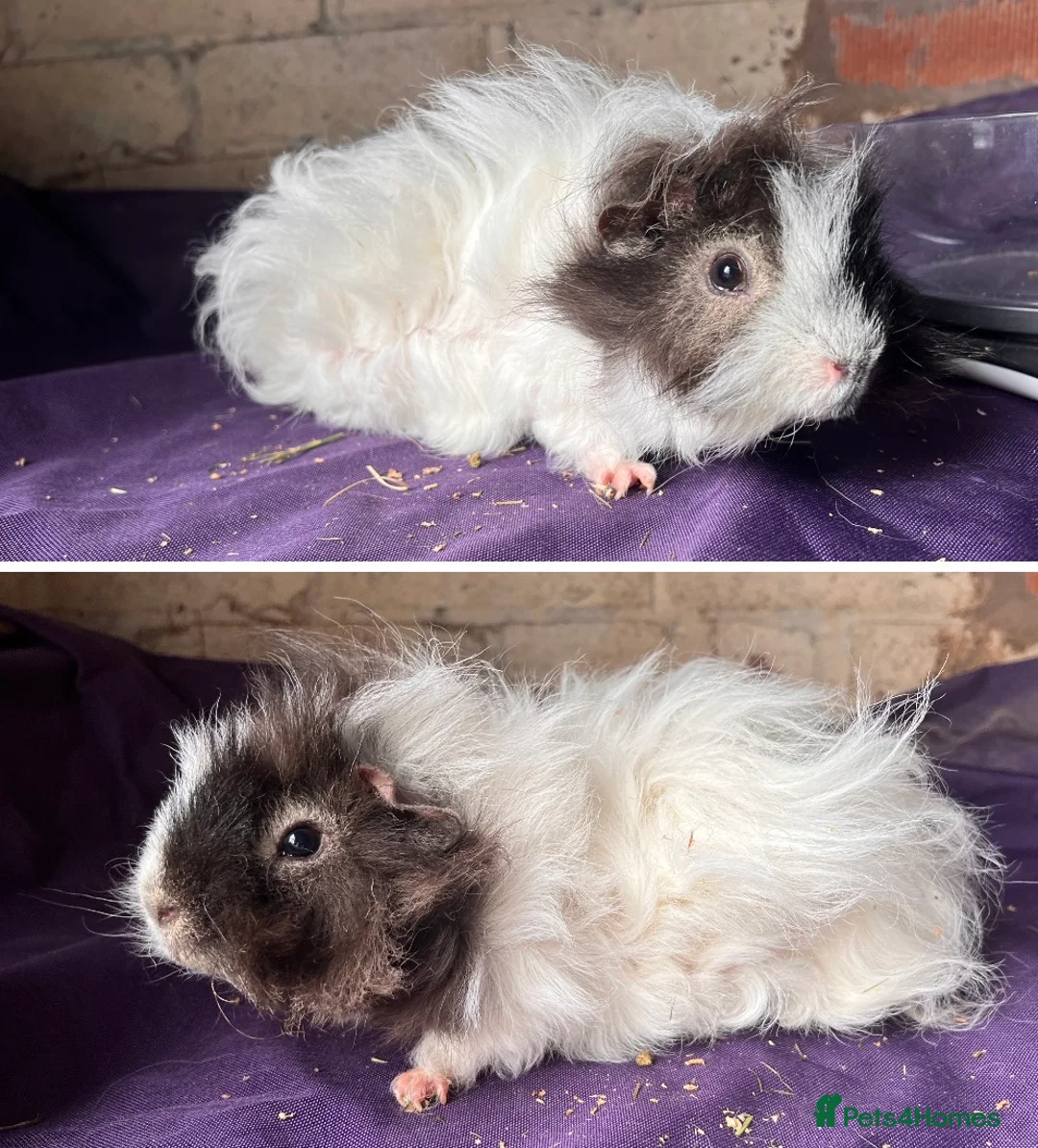 Guinea Pig rodents for sale: Lunkarya bonded boar guinea pigs - Advert 4