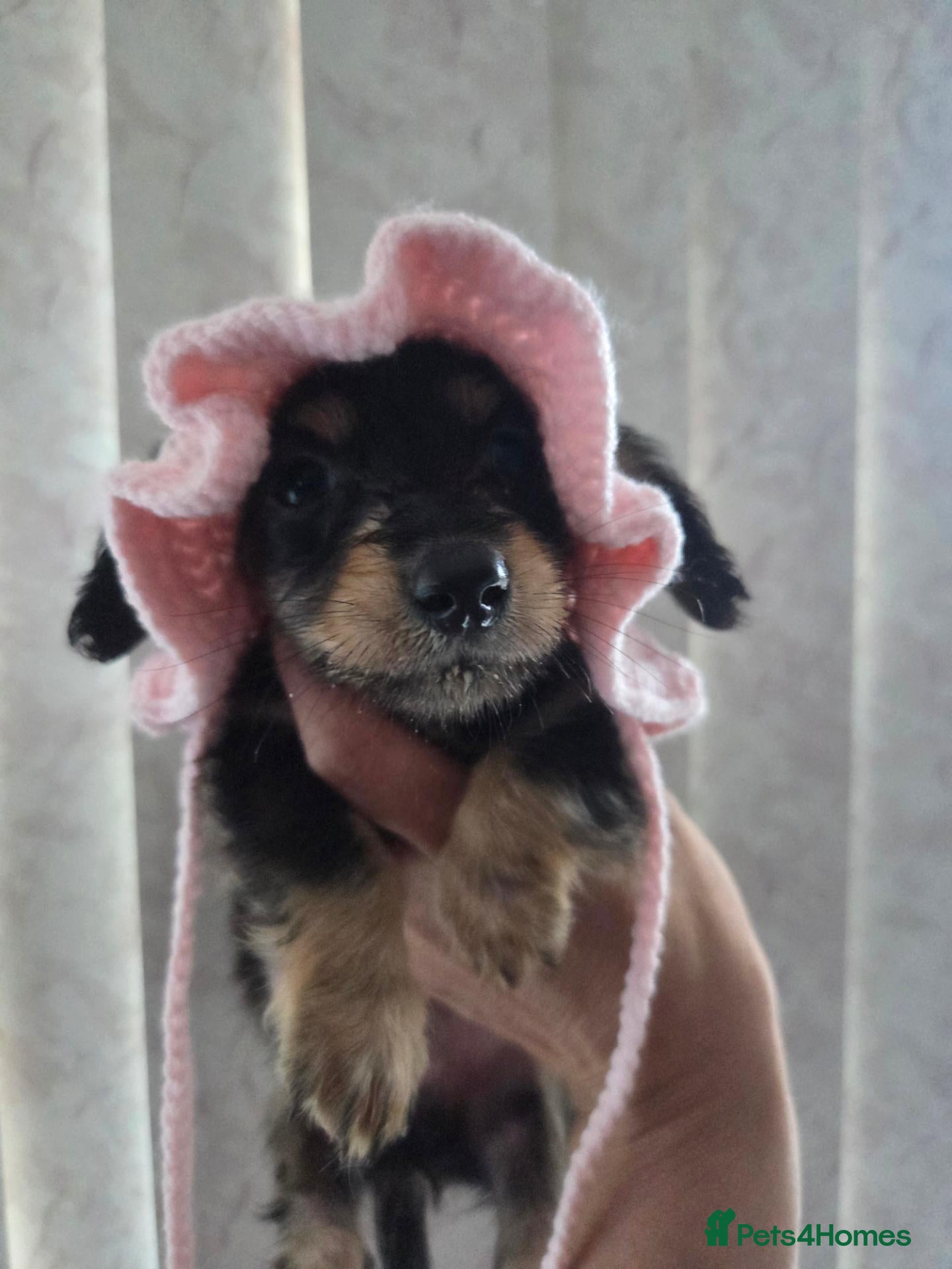 Miniature Dachshund dogs True longhaired minature dachshunds  - Advert 1