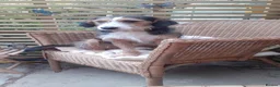 Mixed Breed dogs for sale: Ronnie - currently testing a new home  - Advert 10